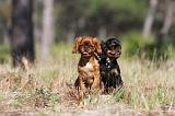 KING CHARLES SPANIEL 164